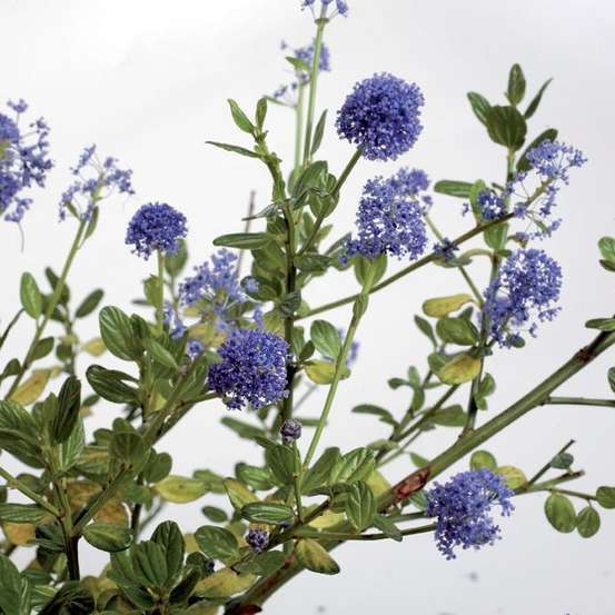 Ceanothus thyrsiflorus ' Skylark ':3L