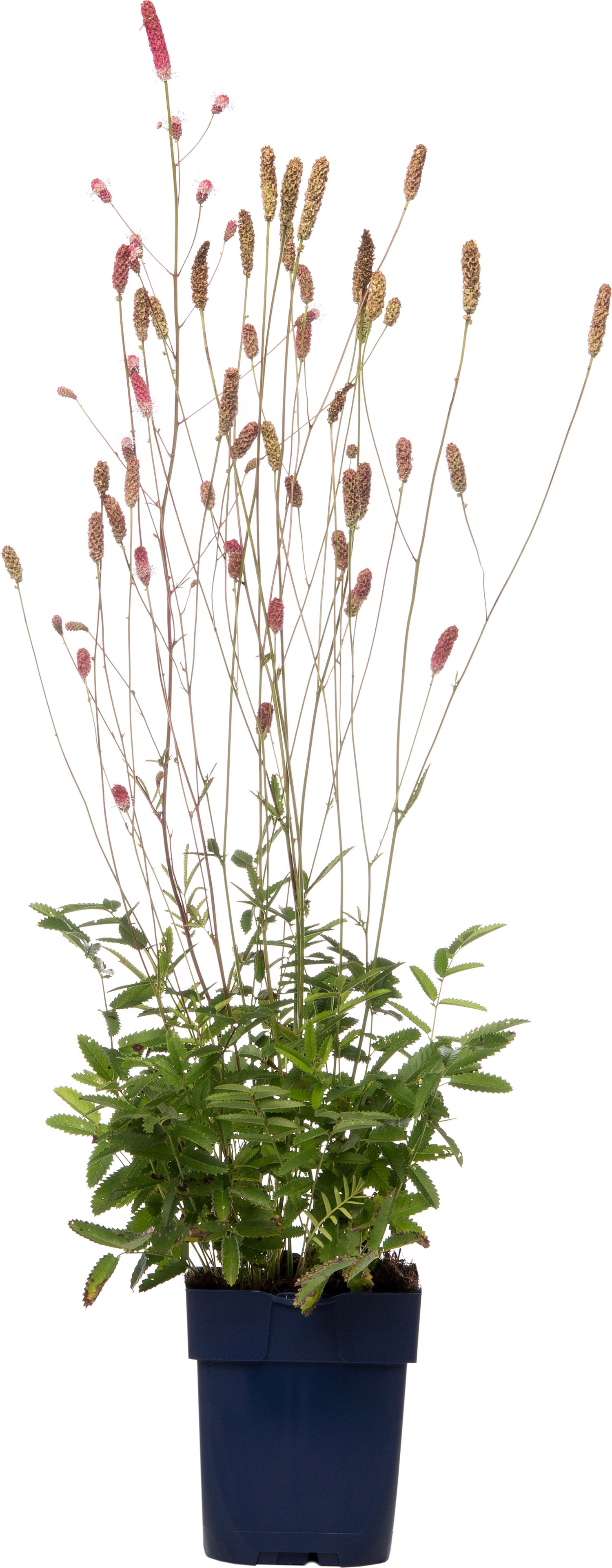 Pimpernel (Sanguisorba officinalis 'Pink Tanna') D 9 H 15 cm