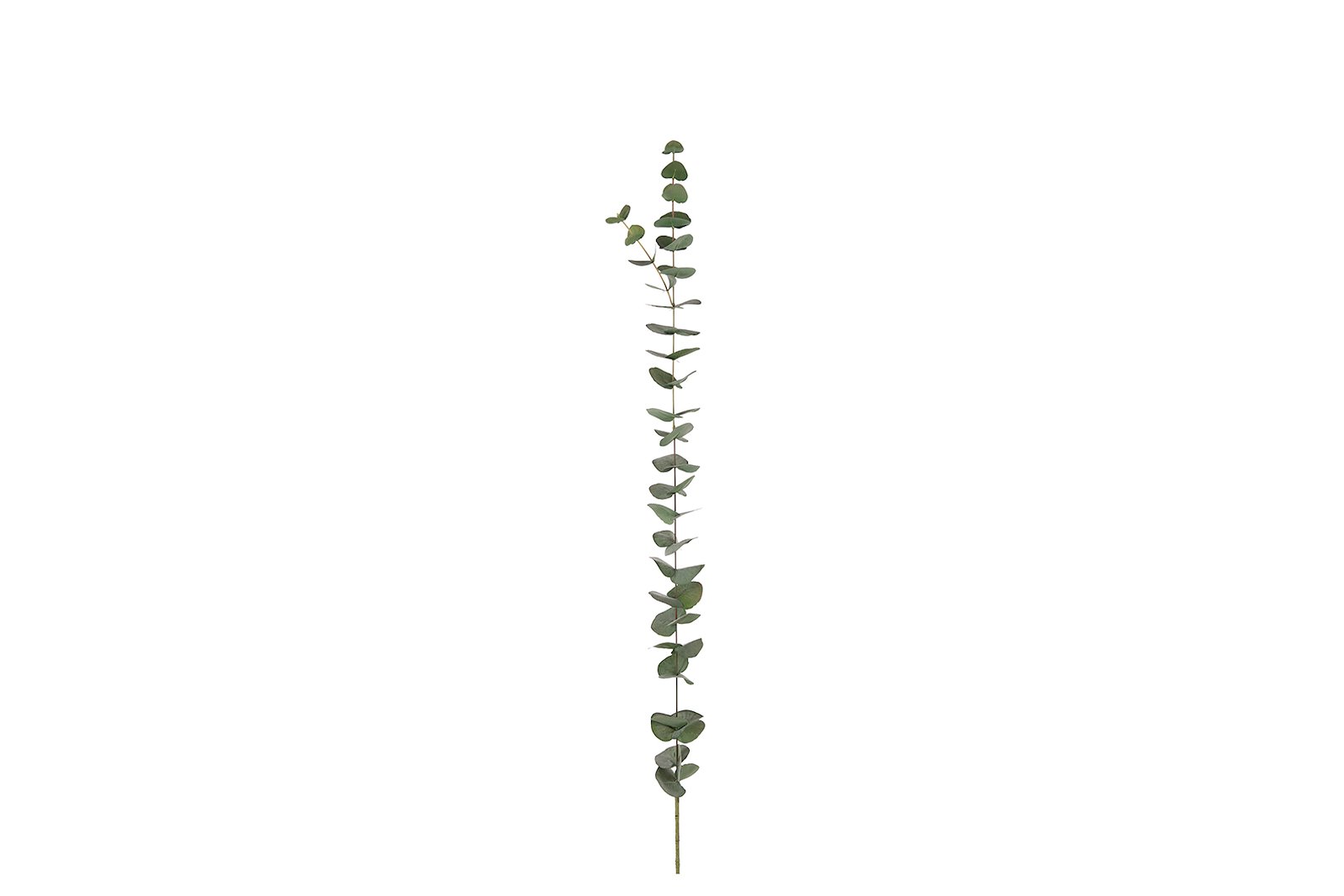 Eucalyptus kvist Grønn. H120 cm