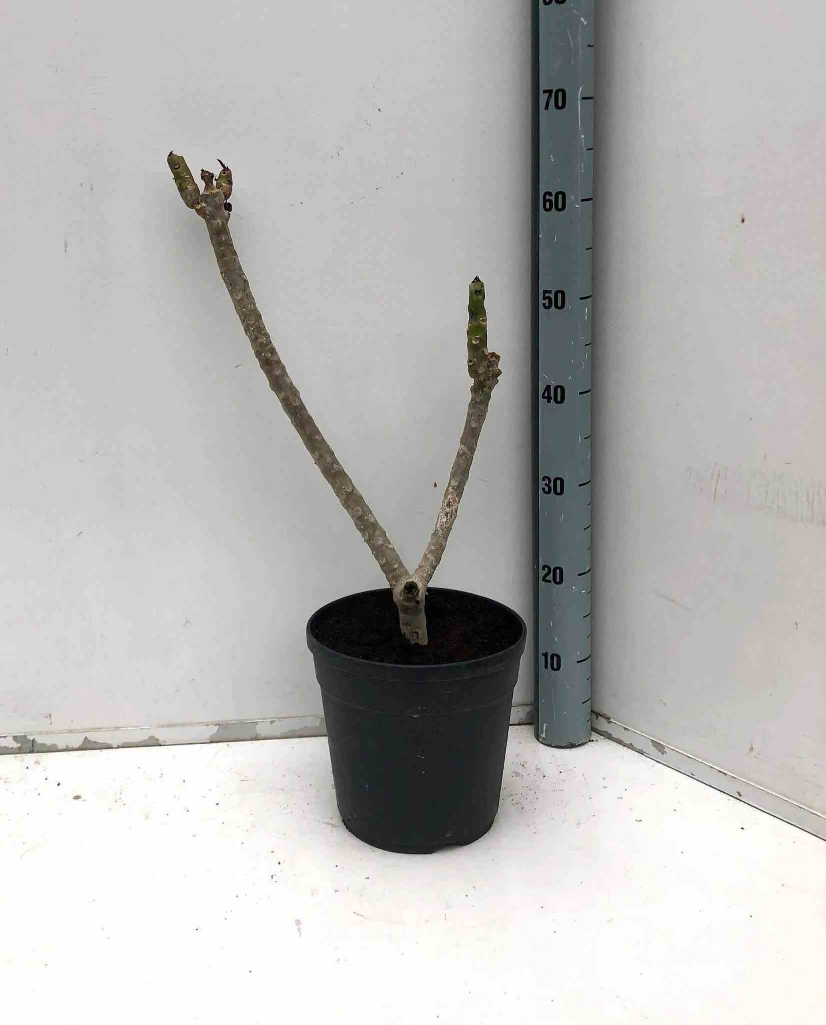 Plumeria rubra rose (frangipanier) rose - taille pot de 2 litres ? 10/30cm