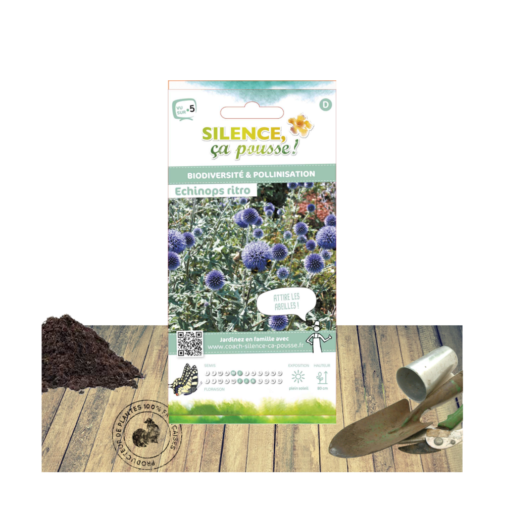 Graines de echinops ritro/echinops ritro[-]sachet de 2 gr.