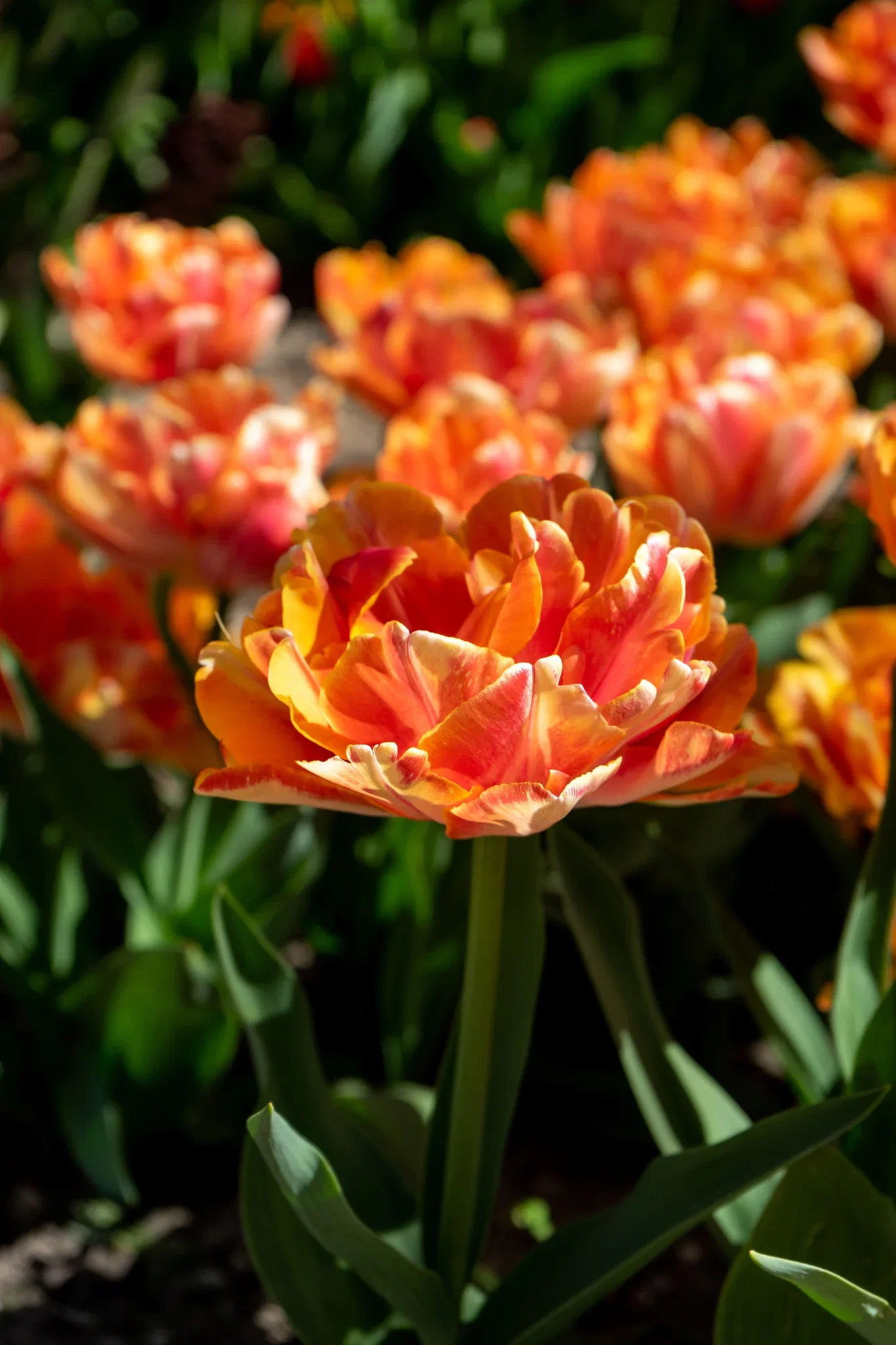 Tulipa gesneriana 'Foxy Foxtrot' Tulipan 'Foxy Foxtrot'