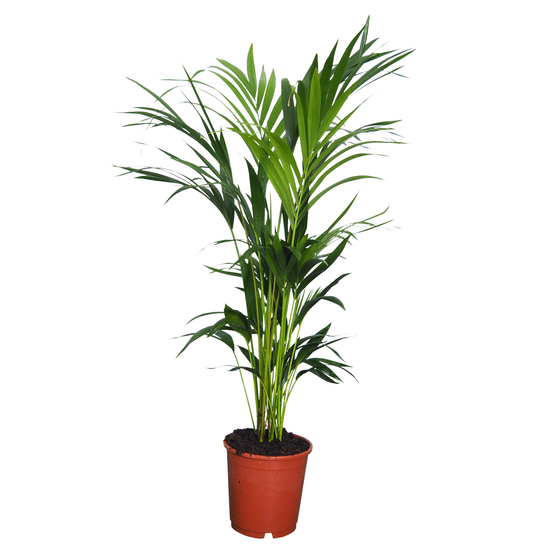 Palmier, Kentia Howea Forsteriana - Pot D24cm