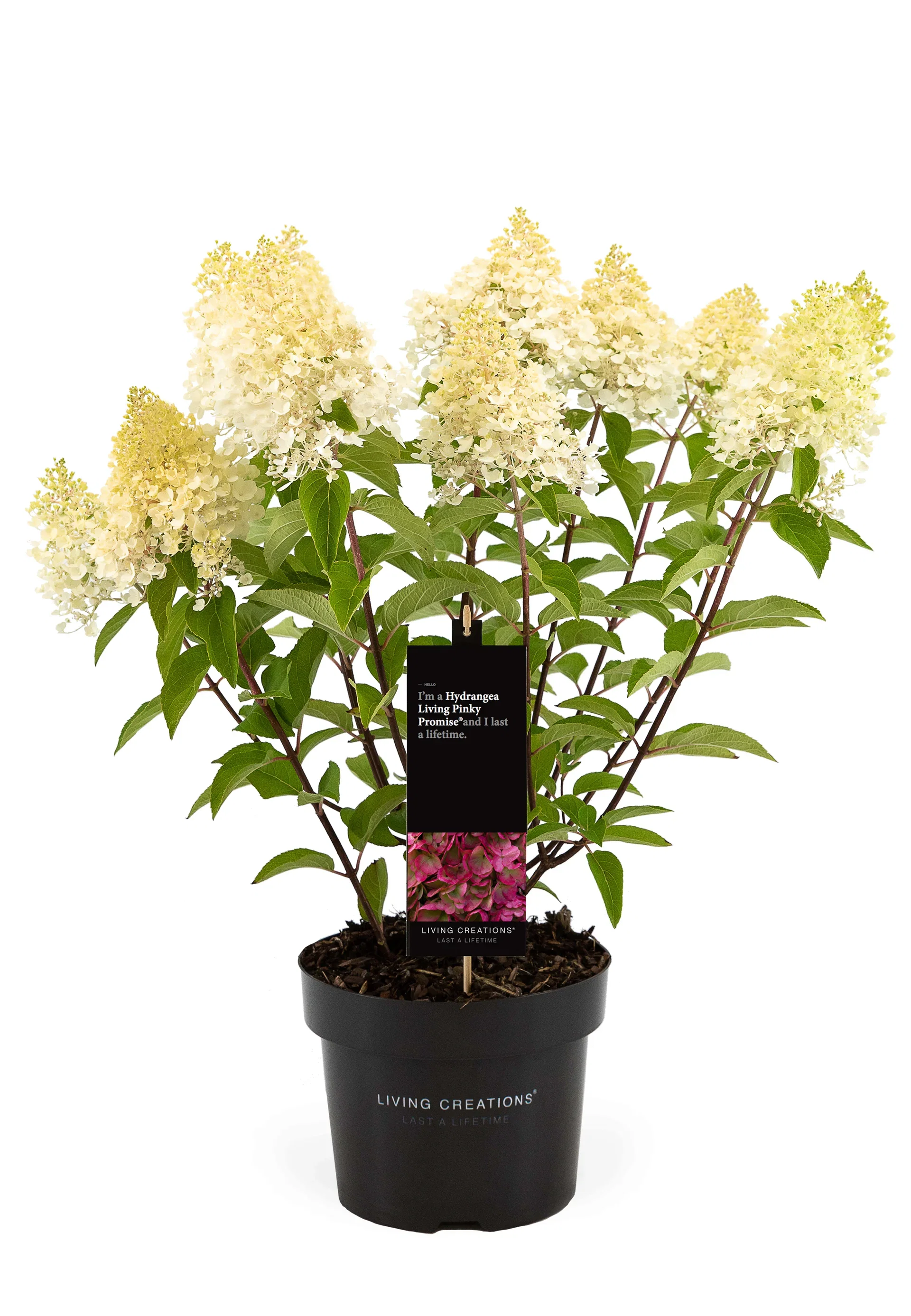 Hydrangea paniculata LIVING PINKY PROMISE® Syrinhortensia LIVING PINKY PROMISE® Ø23 cm