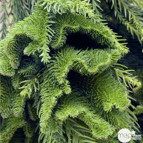 Cryptomeria japonica 'Cristata' Pot 4L