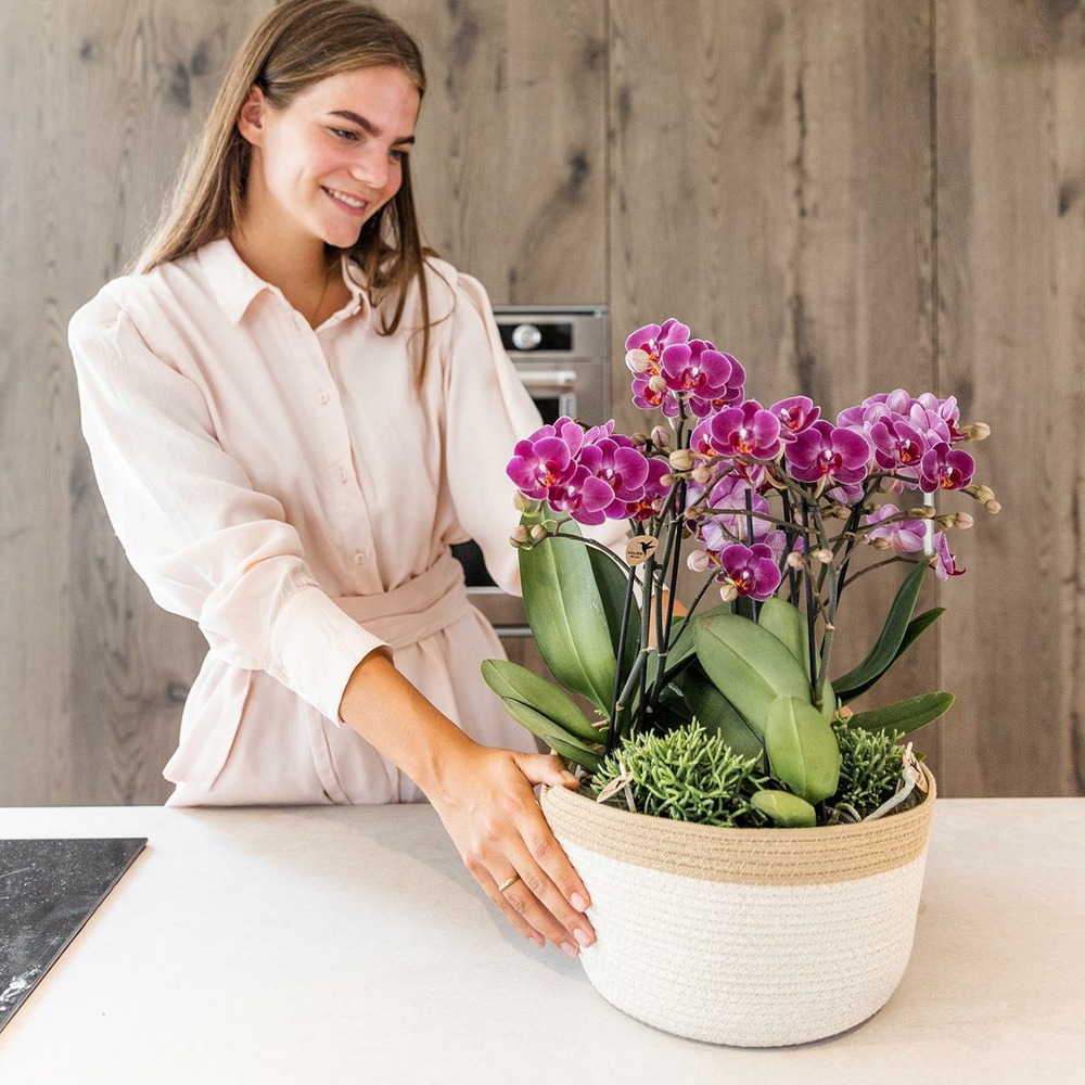 Plante d'intérieur - composition dans un panier en coton avec réservoir d'eau de 3 orchidées violettes et 3 rhipsalis 35cm