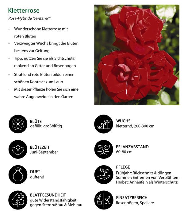 Kletterrose 'Santana®'