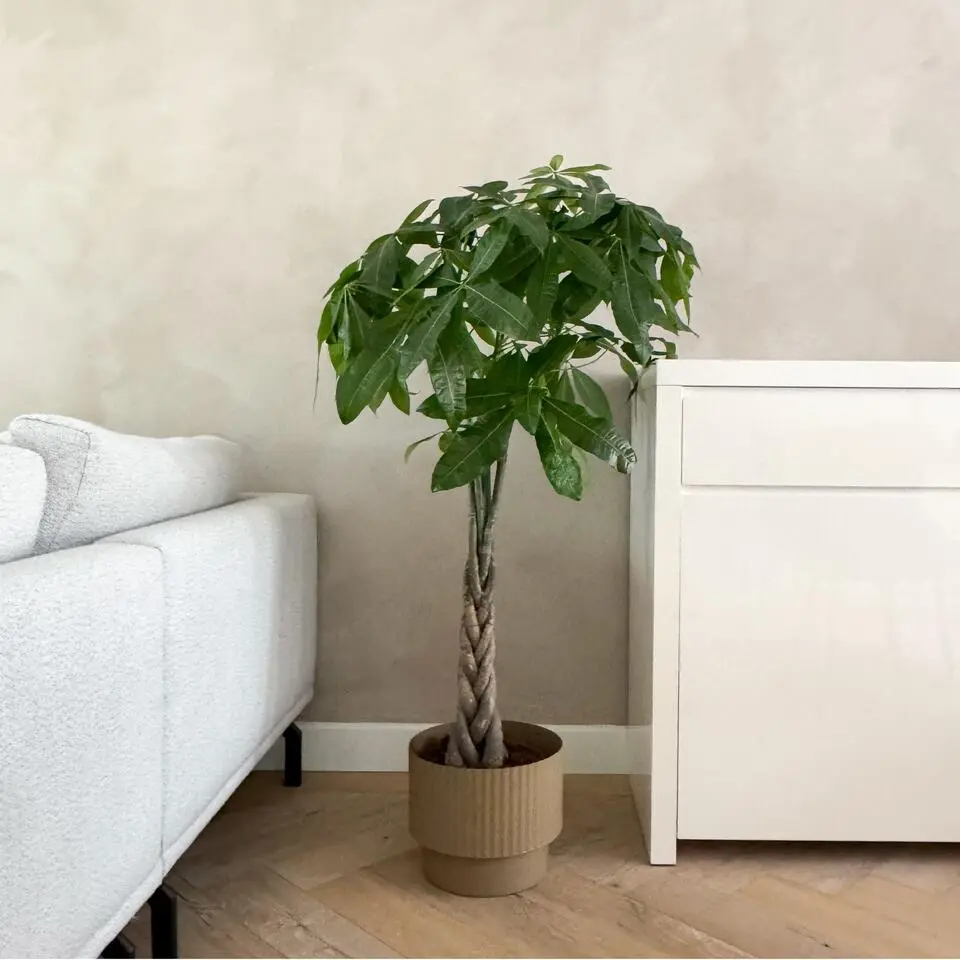 Geldboom - Pachira aquatica - Hoogte 100-120cm - ⌀24cm