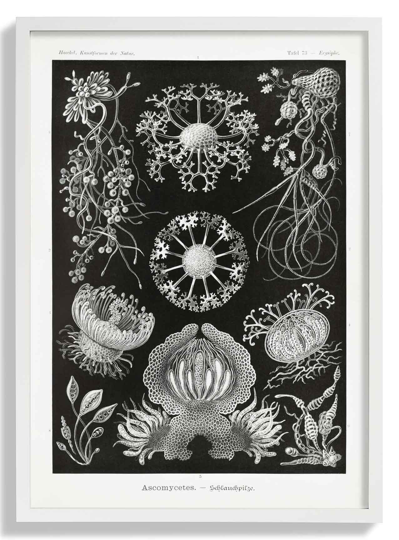 Ascomyceten von Ernst Haeckel