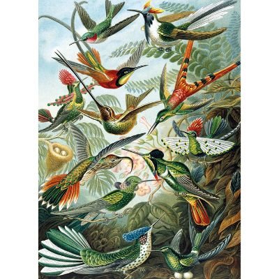 Trochilidae Card