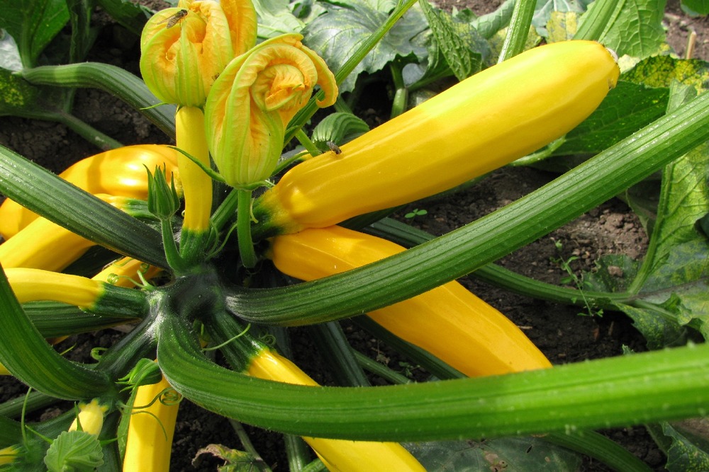Kit cadeau - bio - courgette - gold rush - 5 graines - cucurbita pepo var. Cylindrica