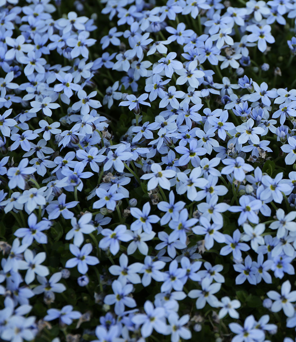 Isotoma 'Blue Foot®' 50 Stk., trittfester Bodendecker, Rasen-Ersatz