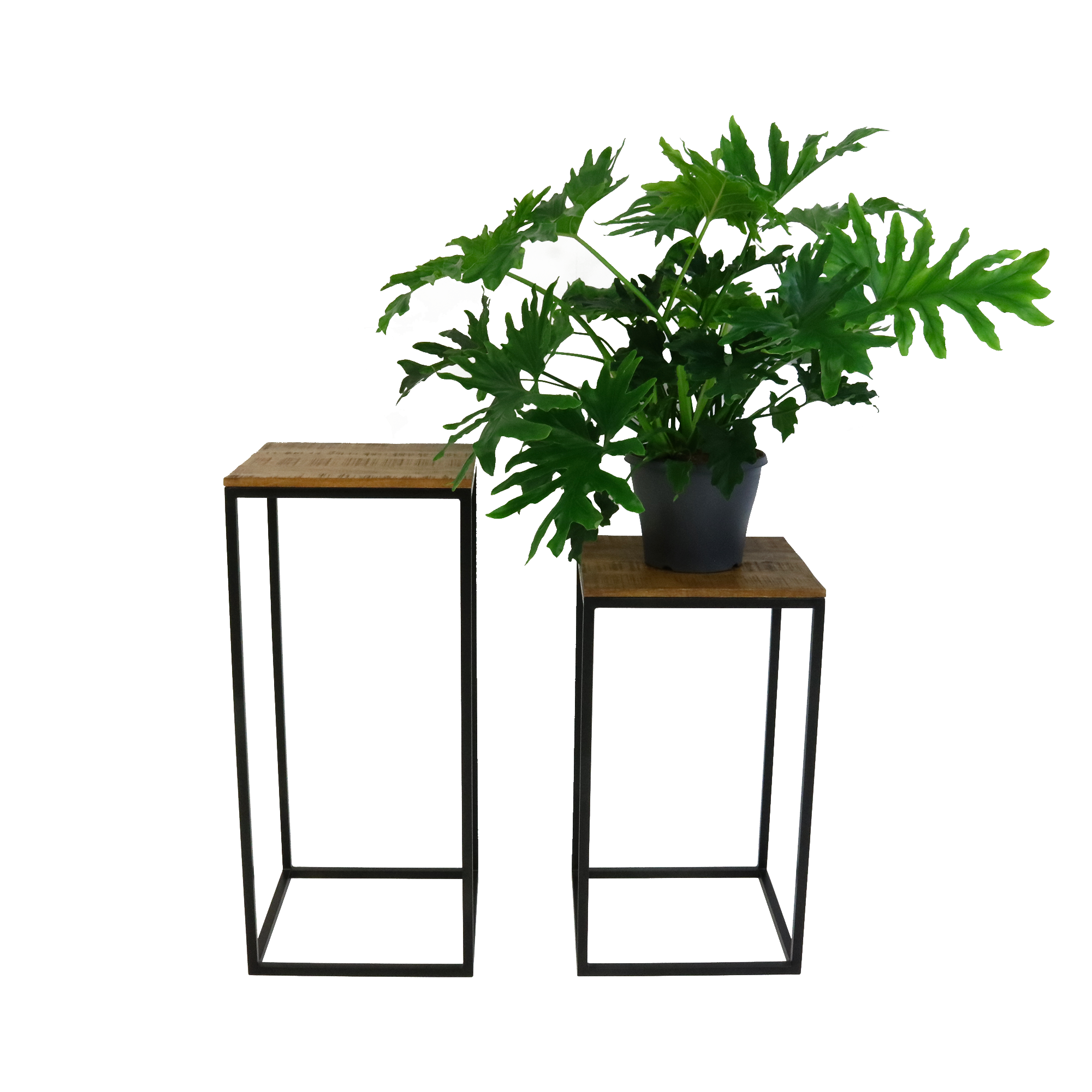 Kick Plantentafel Milo Hoog