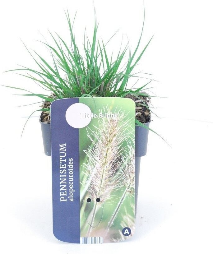Lampepoetsersgras (Pennisetum alopecuroides 'Little Bunny') D 17 H 15 cm