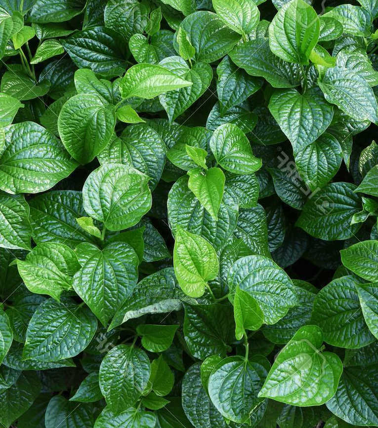 Piper sarmentosum (poivre betel sauvage) blanc - taille pot de 1 litre ? 15/30 cm