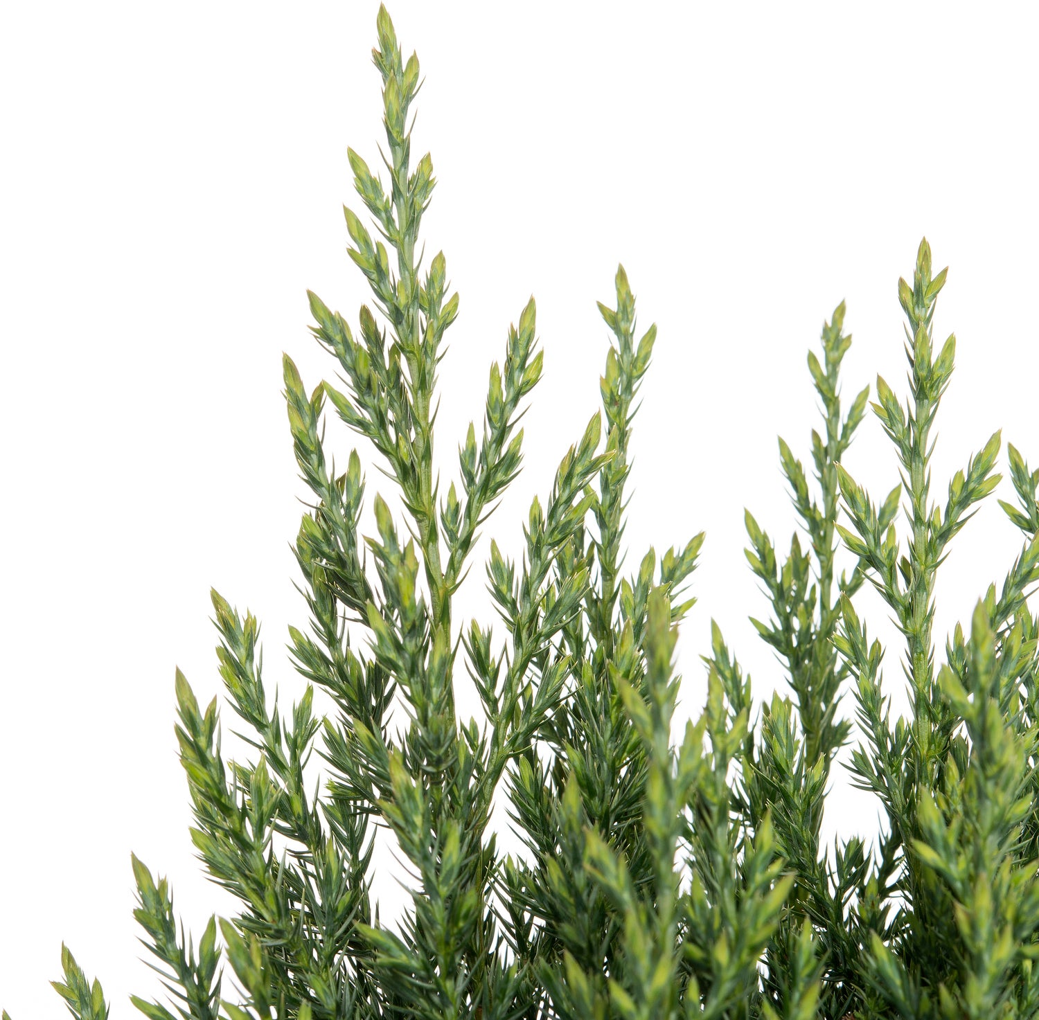 Chinese Jeneverbes (Juniperus chinensis 'Stricta') D 17 H 30 cm
