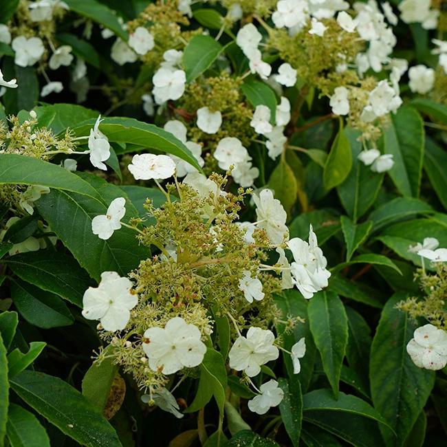Hydrangea 