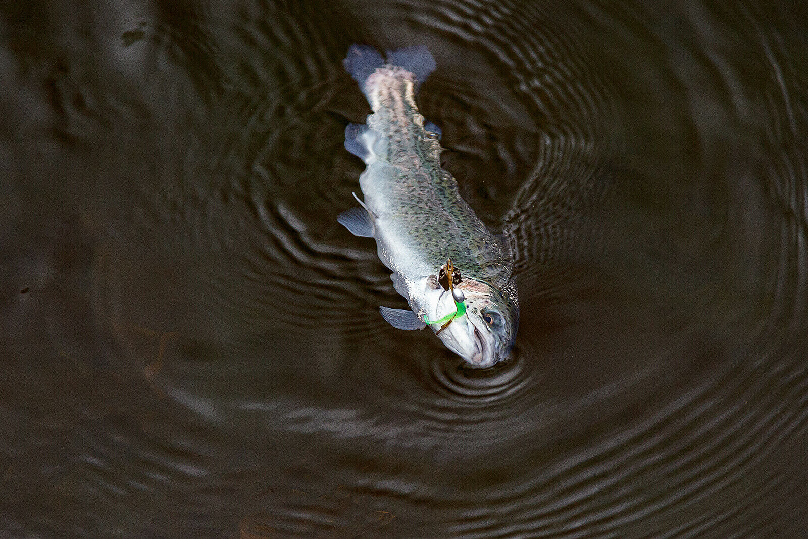 1.75g ChatterBait Flashback Mini (Z-Man)