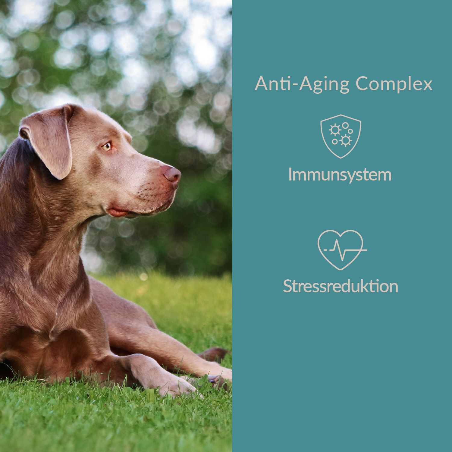 Dogcs Anti-Aging Complex mit Antioxidantien