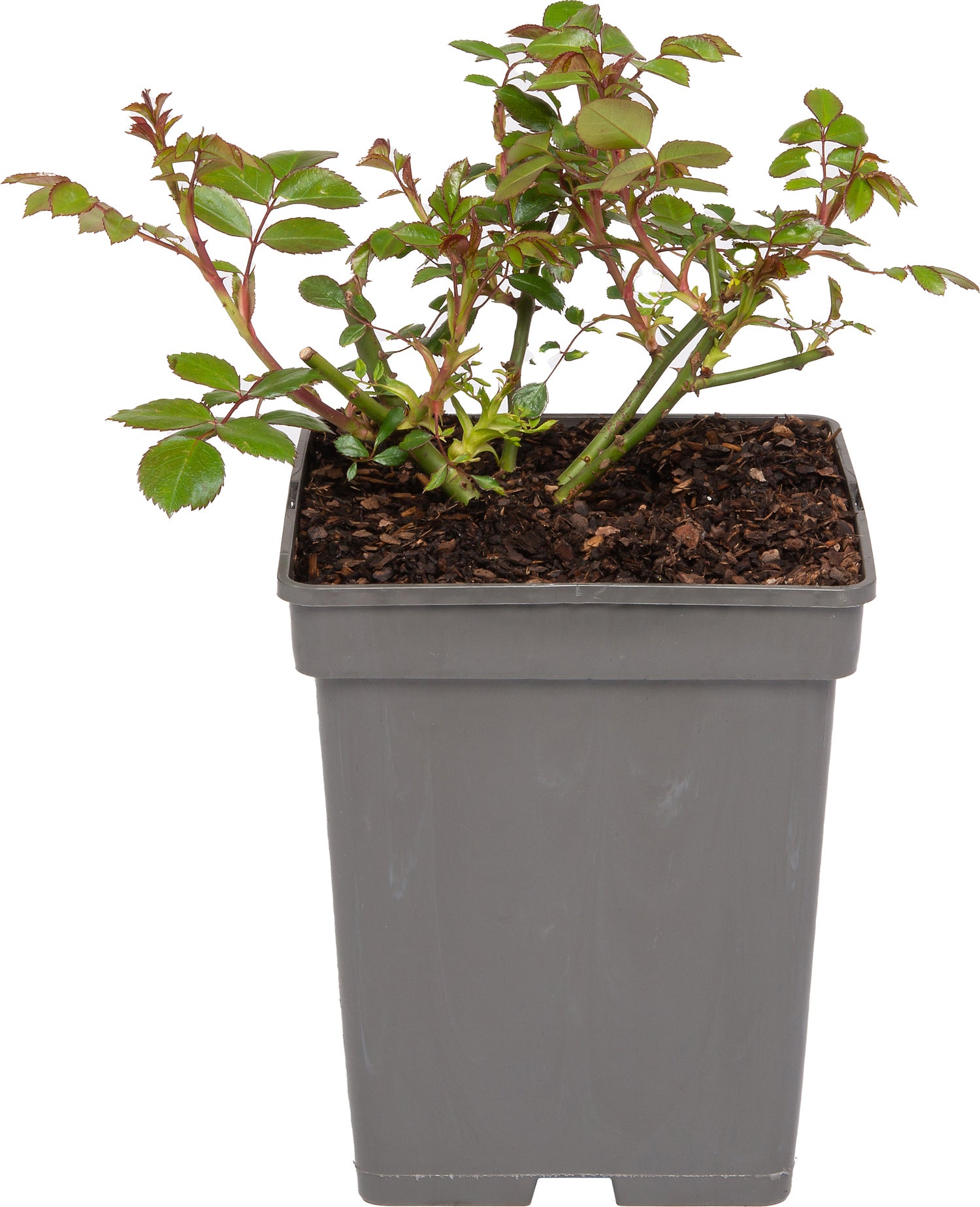 Trosroos (Rosa 'Bonica 82') D 23 H 25 cm