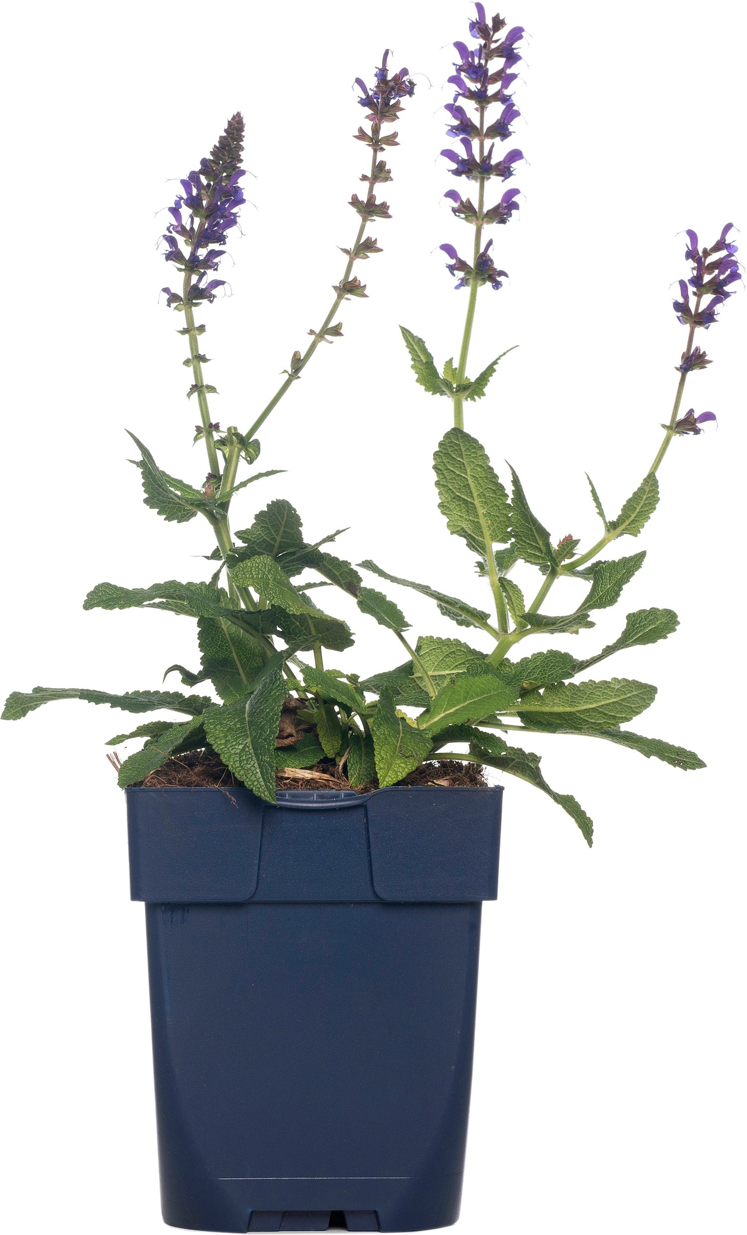 Siersalie (Salvia nemorosa 'Mainacht') D 11 H 50 cm