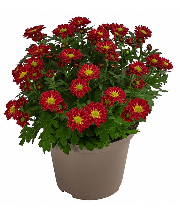Chrysantheme 'Swifty', ca. 20-30 cm,