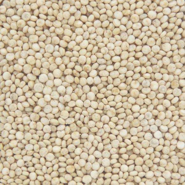 Quinoa blond français - Quinoa d'Anjou