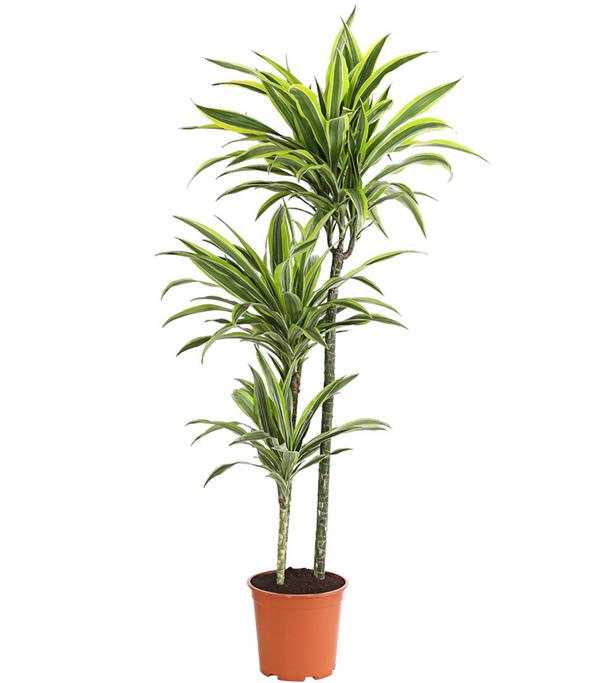 Drachenbaum - Dracaena fragrans 'Lemon Lime'