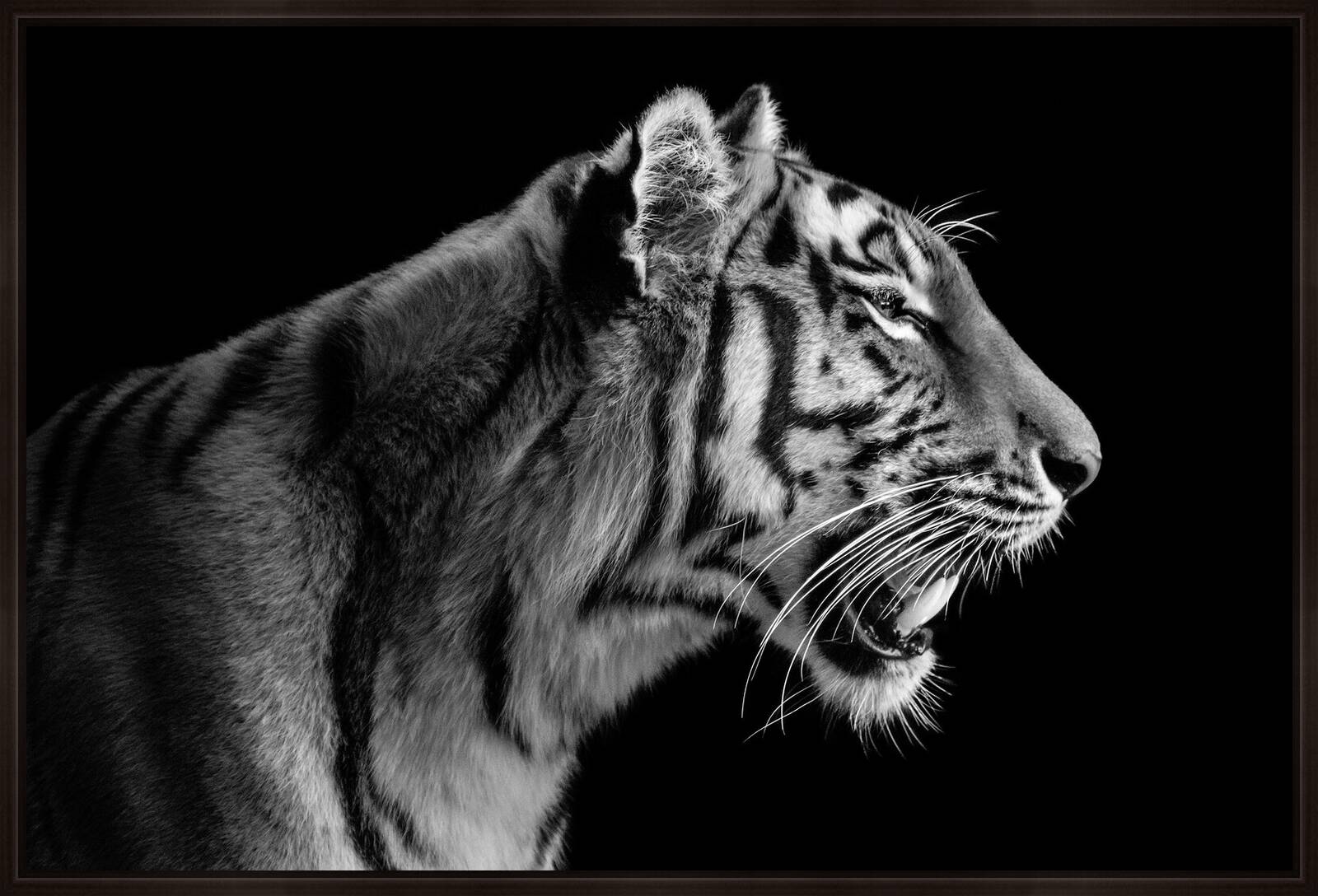 Tigress Portrait by Wolf Ademeit - Limited Edition. Edition of: 100. Signed.