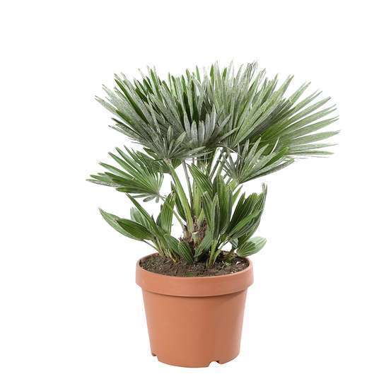 Chamaerops humilis ' Vulcano ': C6L h.40cm
