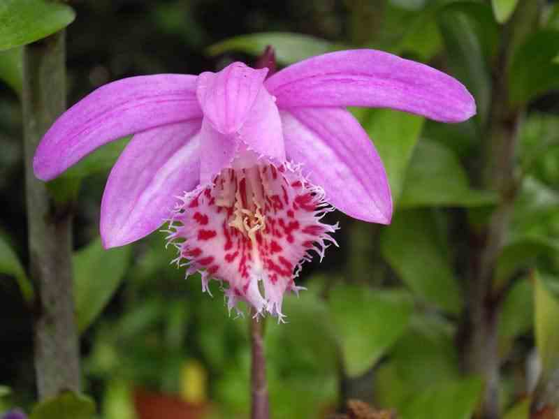 Pleione 'bulbocodiodes' rose - taille pot de 1 litre - 0/40 cm