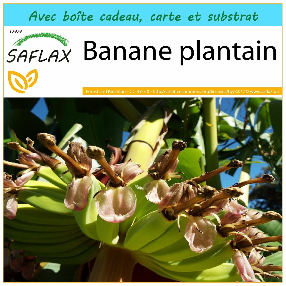 Kit cadeau - banane plantain - 10 graines - musa x paradisiaca