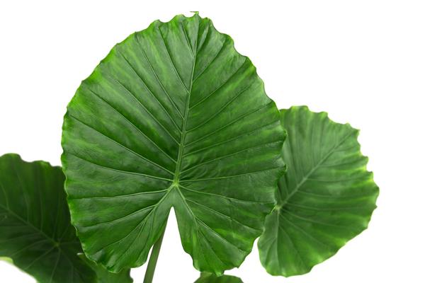 Pfeilblatt - Alocasia gageana 'California'