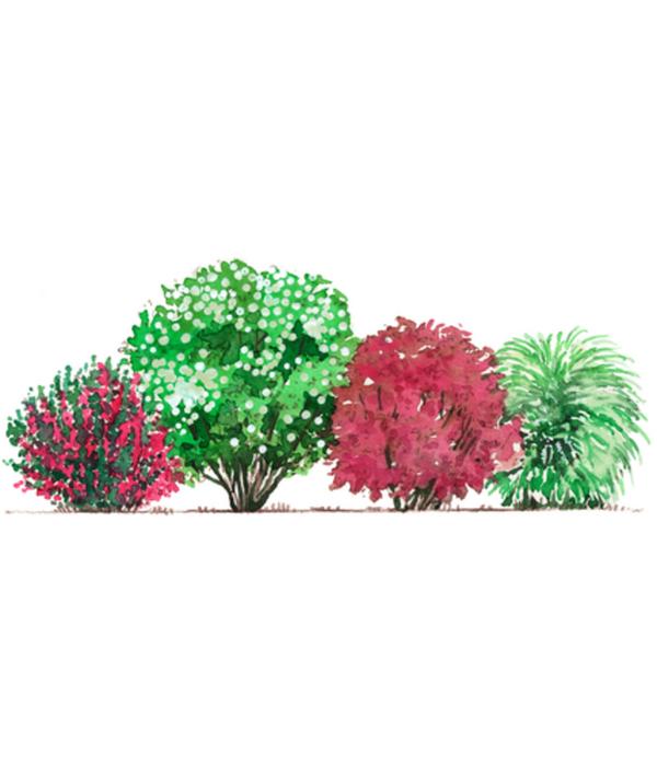 Blütenhecke Romance, 4-teilig