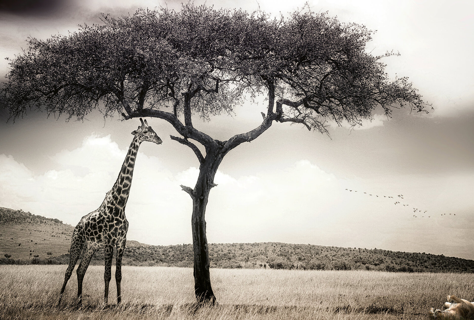Fototapete DESIGNWALLS 2.0 - grau-weiß - Giraffe - 2,6 Meter