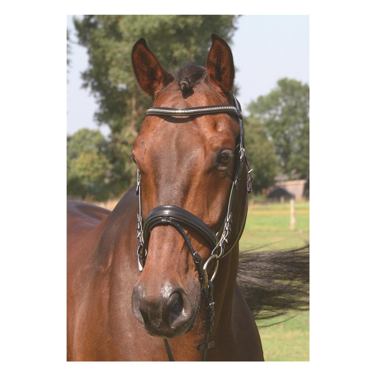 Hans Melzer Horse Equipment Hans Melzer Trense Kreuth schwarz/silber WB (Warmblut)