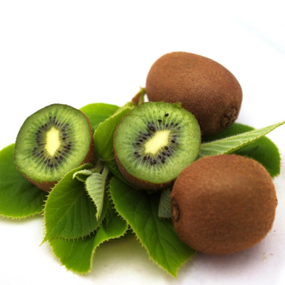 Kiwi chinensis solo (autofertile)/actinidia chinensis solo (autofertile)[-]pot de 1,5l - tuteur bambou 30/60 cm