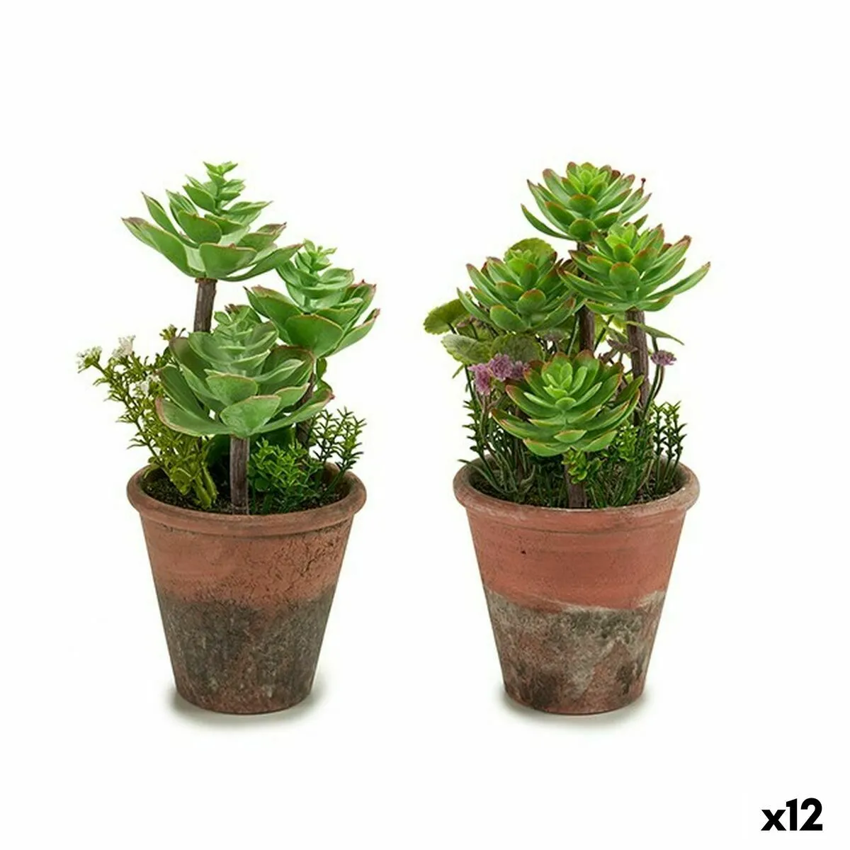 Ibergarden Plante Décorative Succulent - 12 Unités