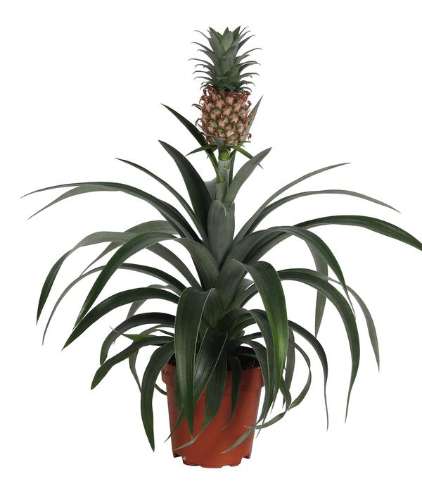 Ananaspflanze - Ananas comosus