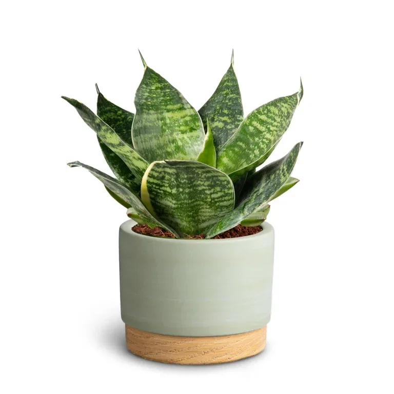 Sansevieria sp. Sansevieria i potte Høyde 15 cm