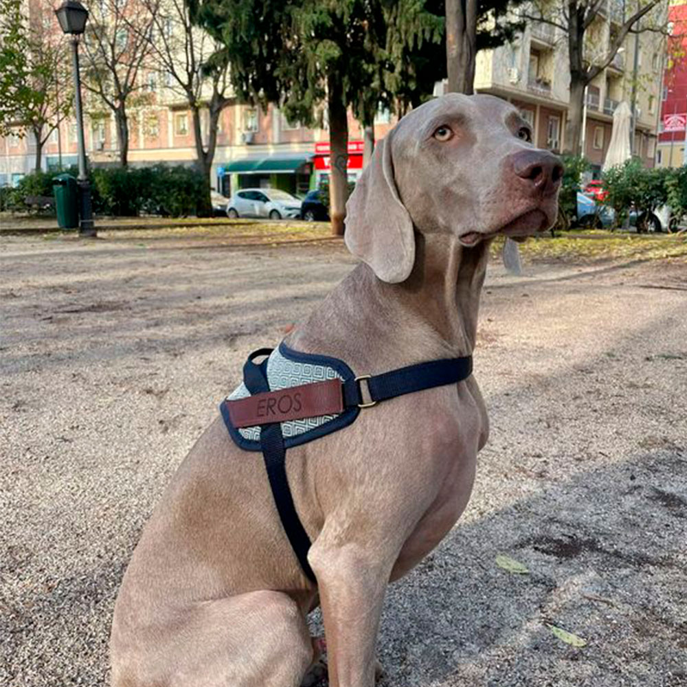 Cinto de segurança Dalton - Tamanho G