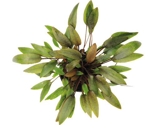 Medium-sized brown water trumpet - Cryptocoryne wendtii C 421