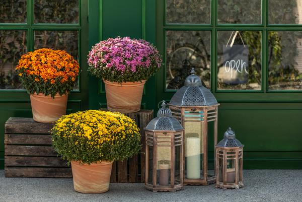 Herbst-Chrysantheme
