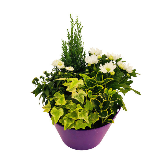 Composition 4 plantes en coupe plastique