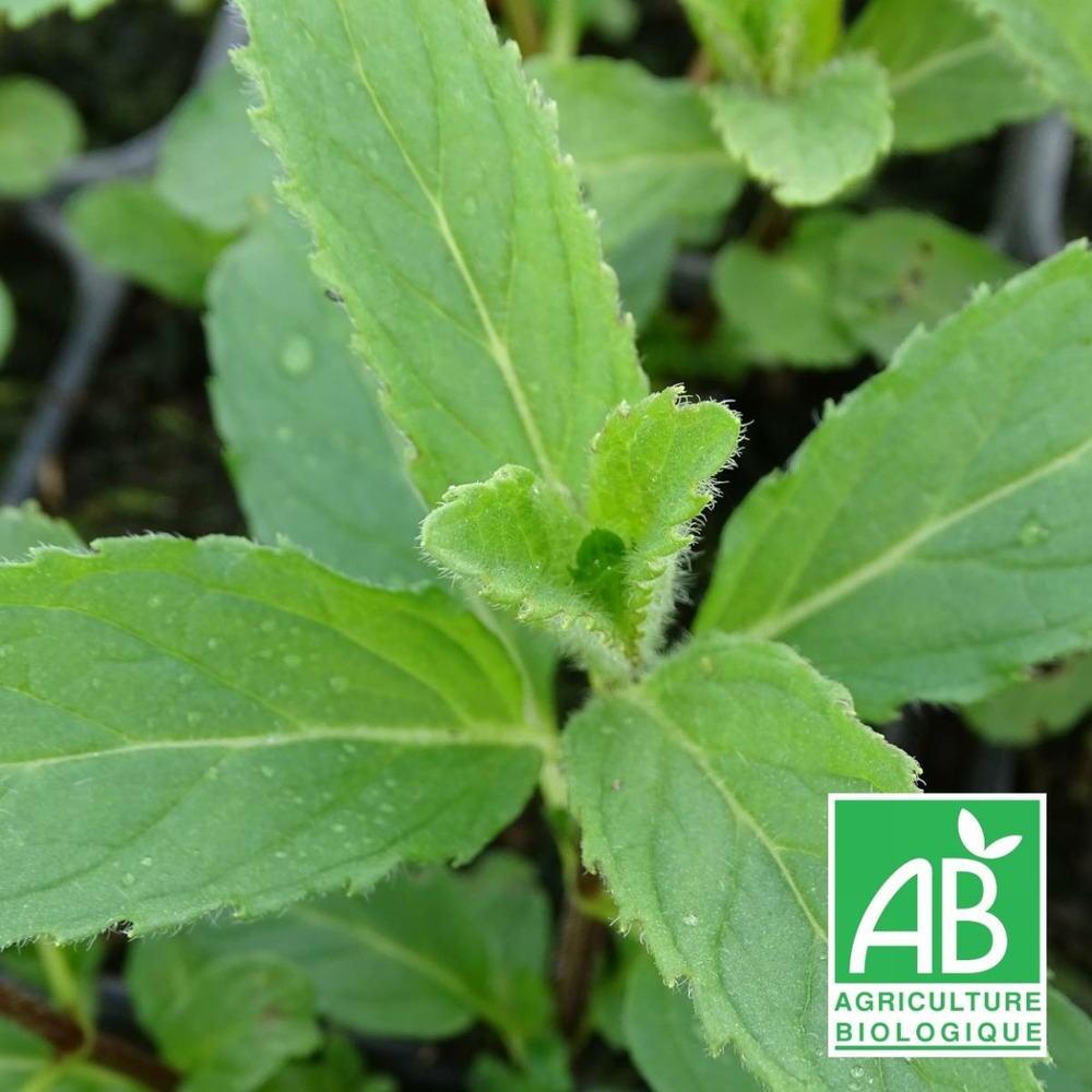 Menthe de yakima bio/mentha x piperita yakima[-]godet