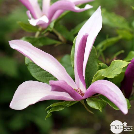 Magnolia x Susan : conteneur rond carré de 5 L