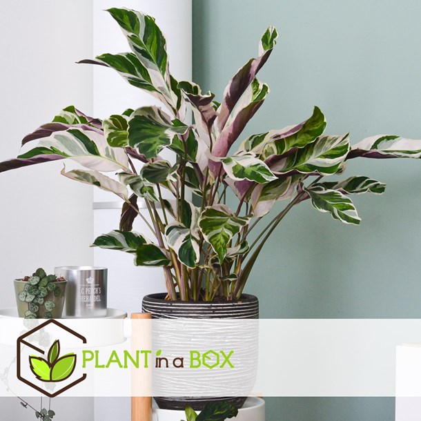 Calathea fusion white