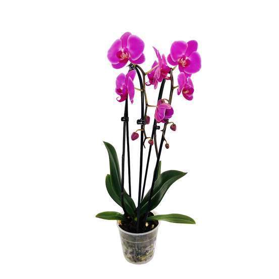 Orchidée Phalaenopsis en cascade 2 tiges - pot D.12 cm