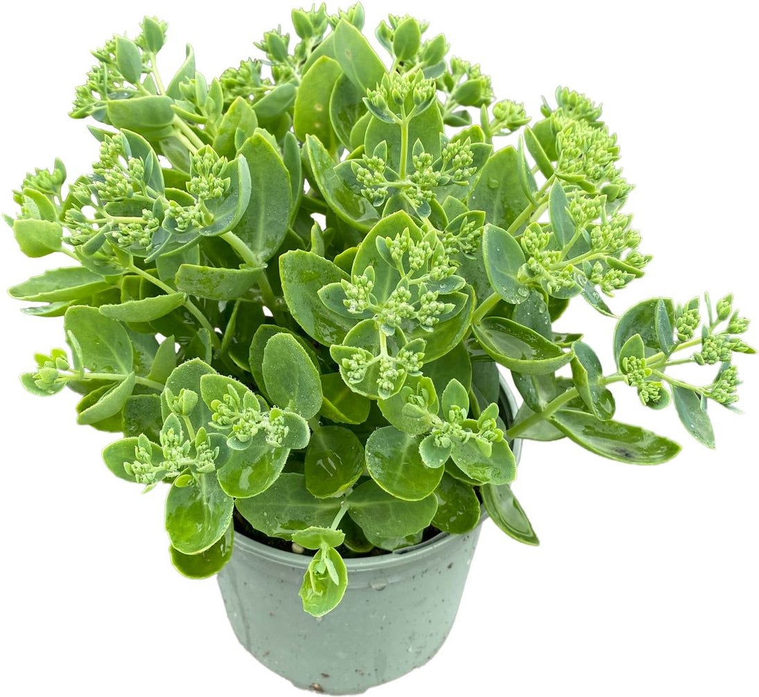 Hemelsleutel (Sedum spectabile 'Brillant') D 17 H 40 cm