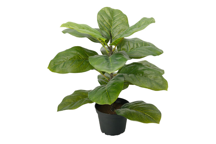Fiolfikus potteplante H40 cm i potte.